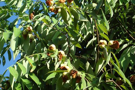 mesua ferrea tree