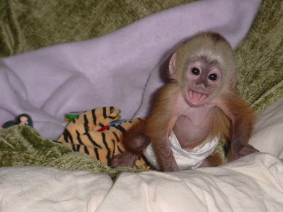 Baby Diapers  Sale on Home Raised Baby Capuchin Monkey For Adoption    Prlog