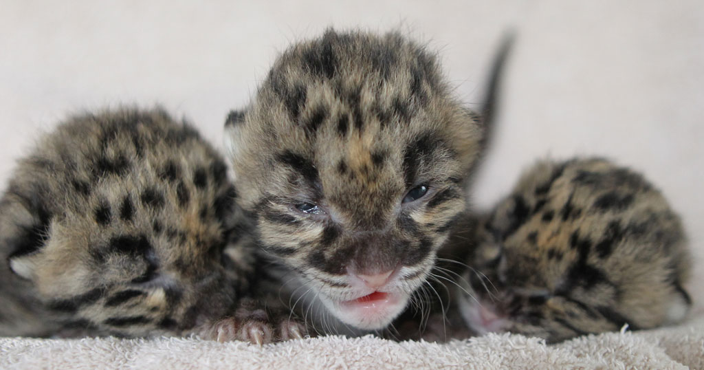 Baby Leopards