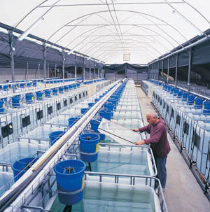 Aquaponics systems designs An overview | PRLog