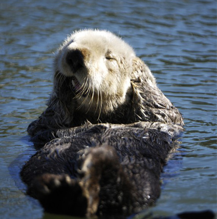 Groundhog Day Prediction From The Otter: Six Extra Weeks Of Golf Season 