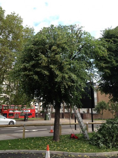 Essex Tree Surgeons issue Expert Advice on Cutting Back Trees -- T.H ...