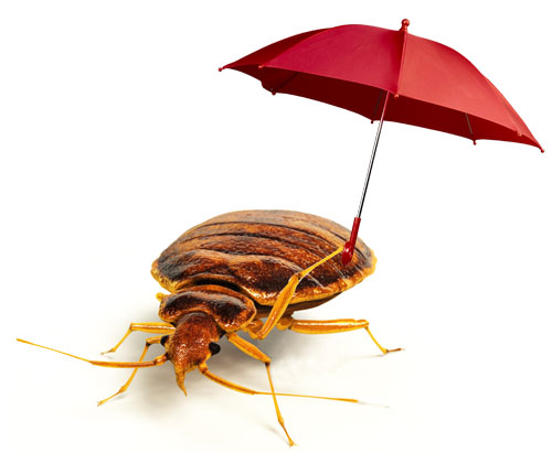 Standard Pesticides Failing Against Bed Bugs, Say Industry  