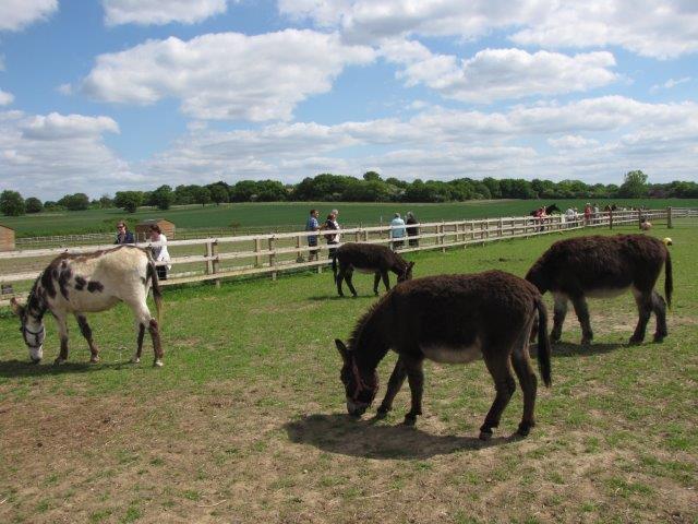 open-season-for-remus-horse-sanctuary-remus-memorial-horse-sanctuary