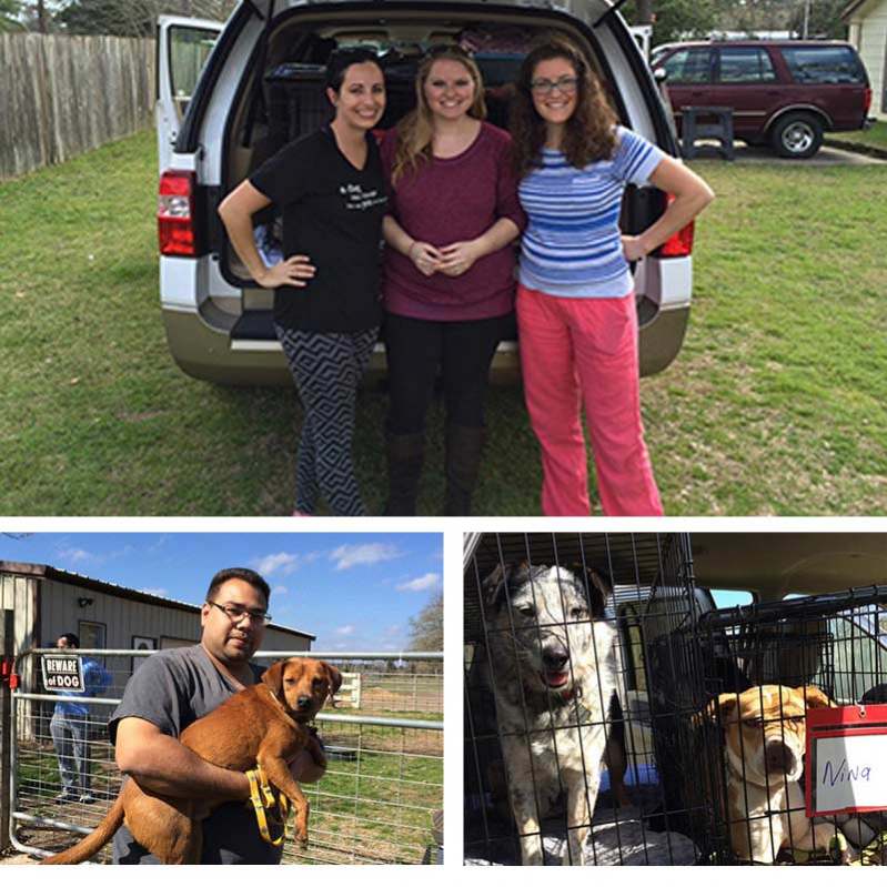 Lake Geneva Animal Shelter Rescues Texas Dogs For Local ...