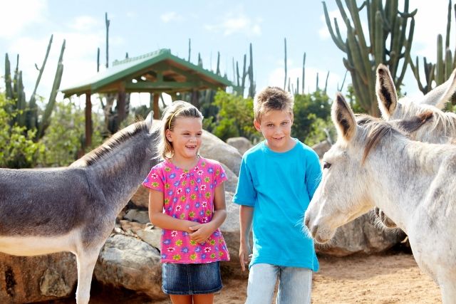 Visitors Volunteer To Aid Aruba Charities Aruba Tourism Authotiry   12517383 Aruba Donkey Sanctuary 