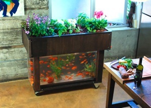 Basic Things You Need To Know About Aquaponics 