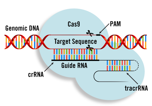 CRISPR/Cas9 - Request a FREE Sample for Your Genome Editing Research