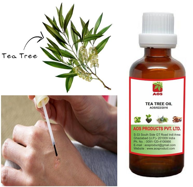 Масло чайного дерева полоскания. Tea Tree Essential Oil. Масло чайного дерева. Масло чайного дерева фото.