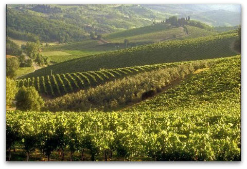 The DOCG and DOC wines of the beautiful Marche region of Italy, DIY ...