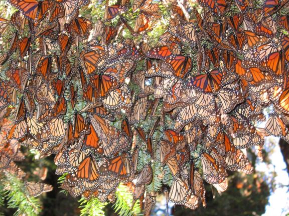 Nat Hab & WWF Are Giving Away a Trip to See Millions of Monarch ...