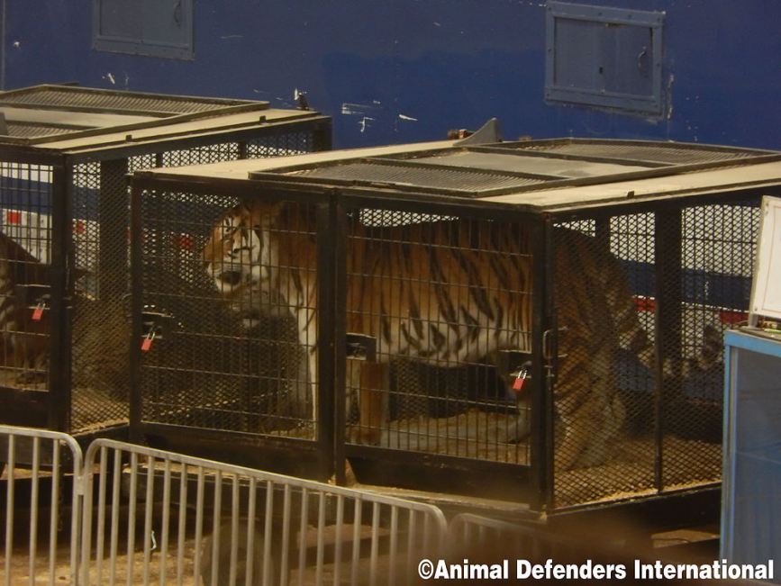 Stop Circus Animal Suffering Protestors Urge Audiences To Shun The   12657231 Jordanworldcircus Cagedtiger 