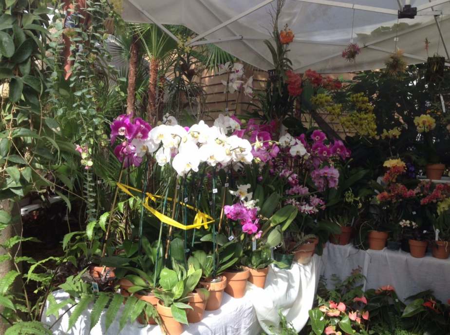 Mounts Botanical Garden Reopens Next Monday / Exotic Plant & Orchid