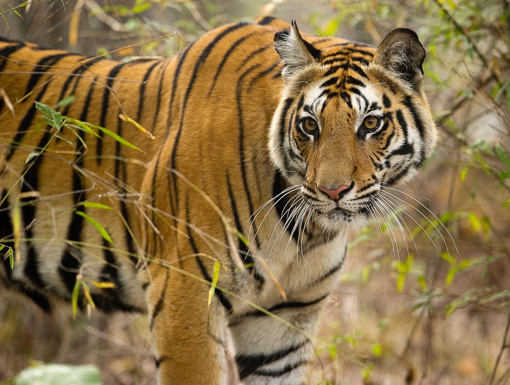 The Land of the Jungle Book – Madhya Pradesh - Launches Campaign to ...