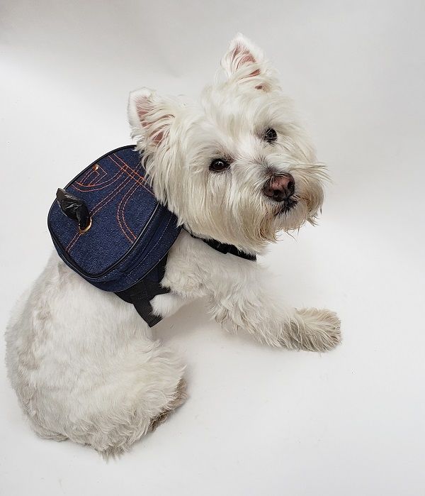 paws dog backpack