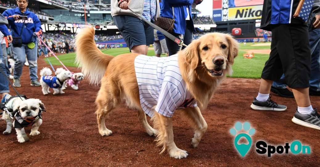 SpotOn.pet Launches at the Mets Bark at the Park! Spoton