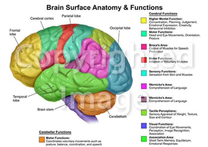 Library of Medical Illustrations Now Available for Immediate Download ...