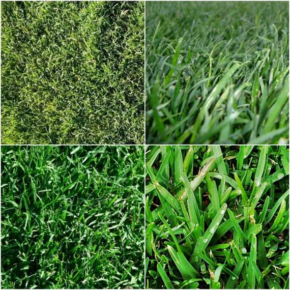 Buy Premium Quality Lawn in 2019 from the Largest Turf Farm in Sydney ...