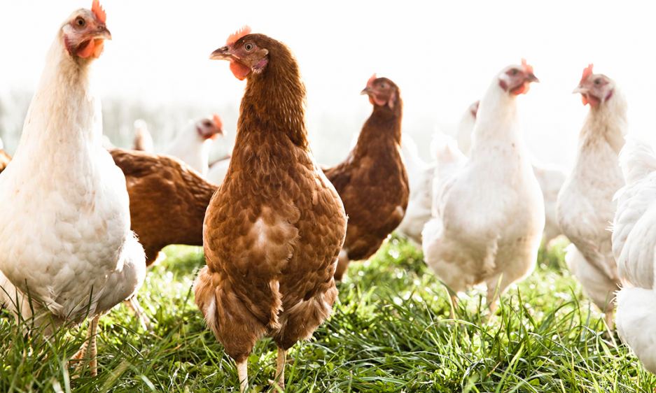 global-organic-poultry-market-outlook-2019-2025-underwood-meat-company